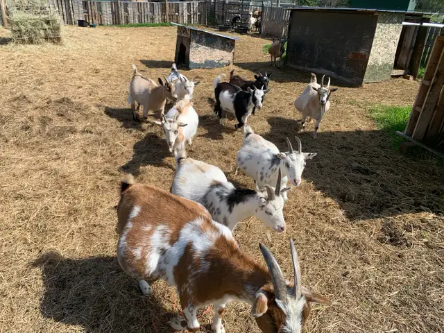 Nigerian dwarf  goat does