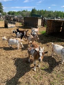 Nigerian dwarf  goat does - Photo 2