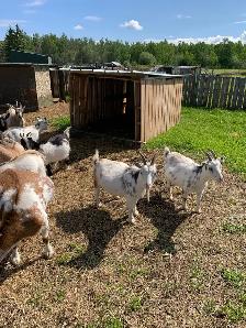 Nigerian dwarf  goat does - Photo 3