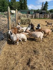 Nigerian dwarf  goat does - Photo 4