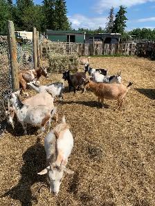 Nigerian dwarf  goat does - Photo 5