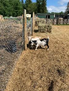 Nigerian dwarf  goat does - Photo 6