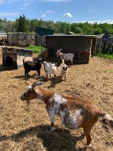 Nigerian dwarf  goat does - Photo 7
