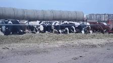 Dairy farm milker