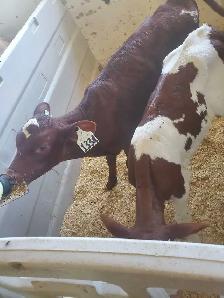 Dairy farm milker - Photo 3