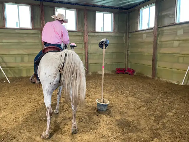 Appaloosa gelding approx 14yr&15..3 Hands $1500 403-860-4478