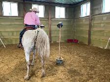 Appaloosa gelding approx 14yr&15..3 Hands $1500 403-860-4478
