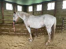 Appaloosa gelding approx 14yr&15..3 Hands $1500 403-860-4478 - Photo 2