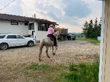 Appaloosa gelding approx 14yr&15..3 Hands $1500 403-860-4478 - Photo 3