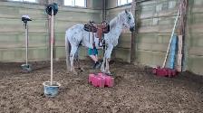 Appaloosa gelding approx 14yr&15..3 Hands $1500 403-860-4478 - Photo 4