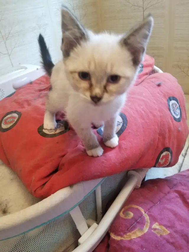 Kitty available