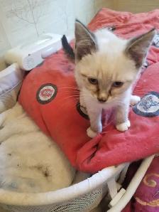Kitty available - Photo 4