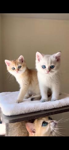Golden Colorpoint British shorthair male Sweet Family Companion - Photo 7
