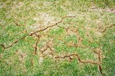 Get Rid of Pests Today, Honest Work. Best Price - Photo 3