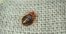 Get Rid of Pests Today, Honest Work. Best Price - Photo 4
