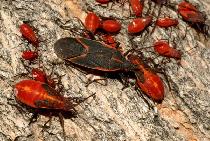 Get Rid of Pests Today, Honest Work. Best Price - Photo 5