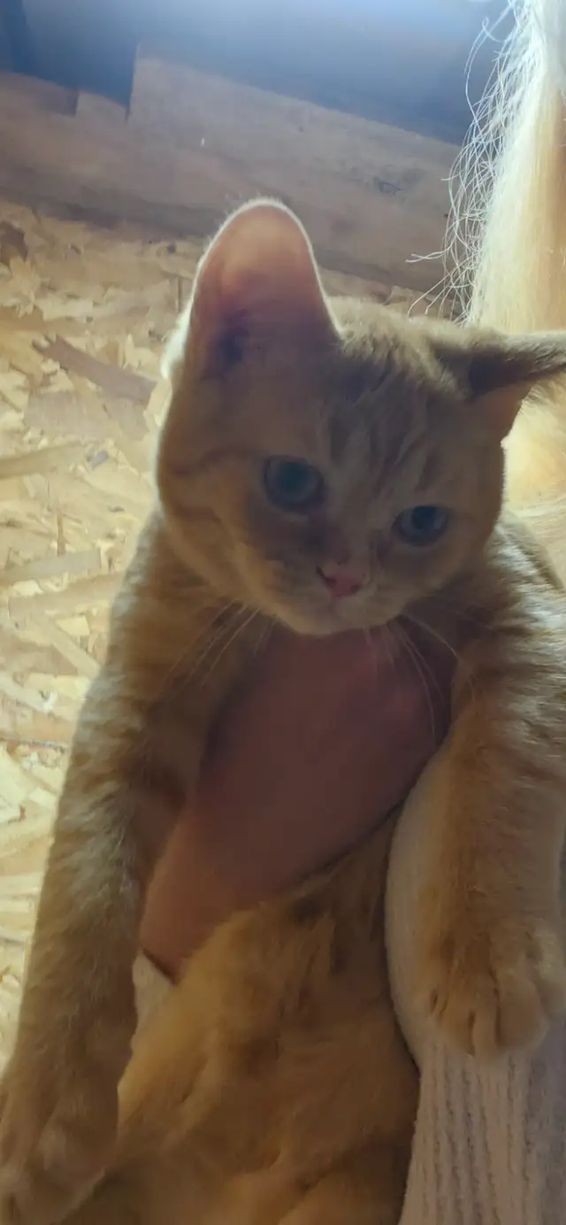 Chaton scottish