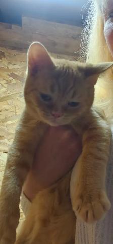 Chaton scottish - Photo 2