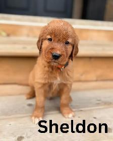 Gorgeous Purebred Red Golden Retriever Puppies