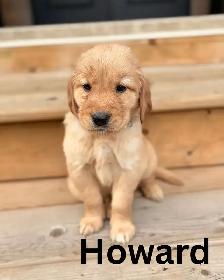 Gorgeous Purebred Red Golden Retriever Puppies - Photo 2