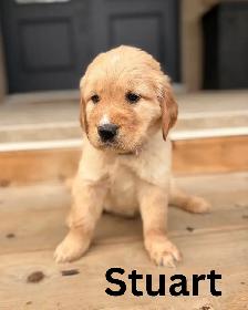 Gorgeous Purebred Red Golden Retriever Puppies - Photo 3