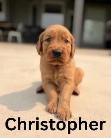 Gorgeous Purebred Red Golden Retriever Puppies - Photo 4