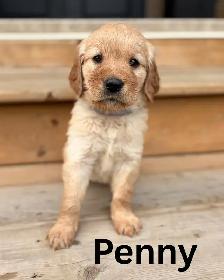 Gorgeous Purebred Red Golden Retriever Puppies - Photo 5