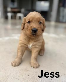 Gorgeous Purebred Red Golden Retriever Puppies - Photo 7