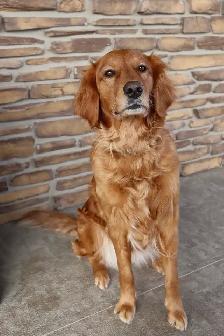 Gorgeous Purebred Red Golden Retriever Puppies - Photo 9
