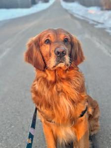 Gorgeous Purebred Red Golden Retriever Puppies - Photo 10