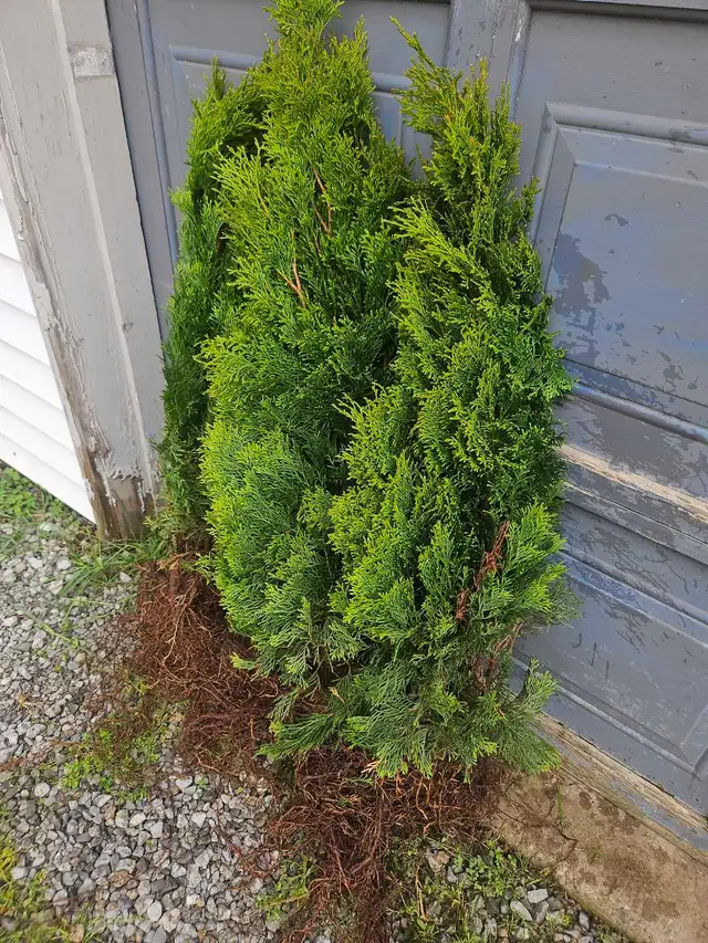 3 foot Emerald cedars 6 trees $5 each