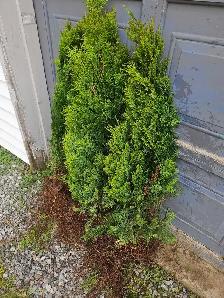 3 foot Emerald cedars 6 trees $5 each