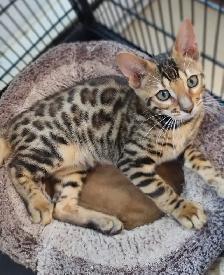 CHATON PURE BENGAL