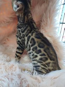 CHATON PURE BENGAL - Photo 2
