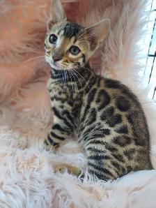 CHATON PURE BENGAL - Photo 3