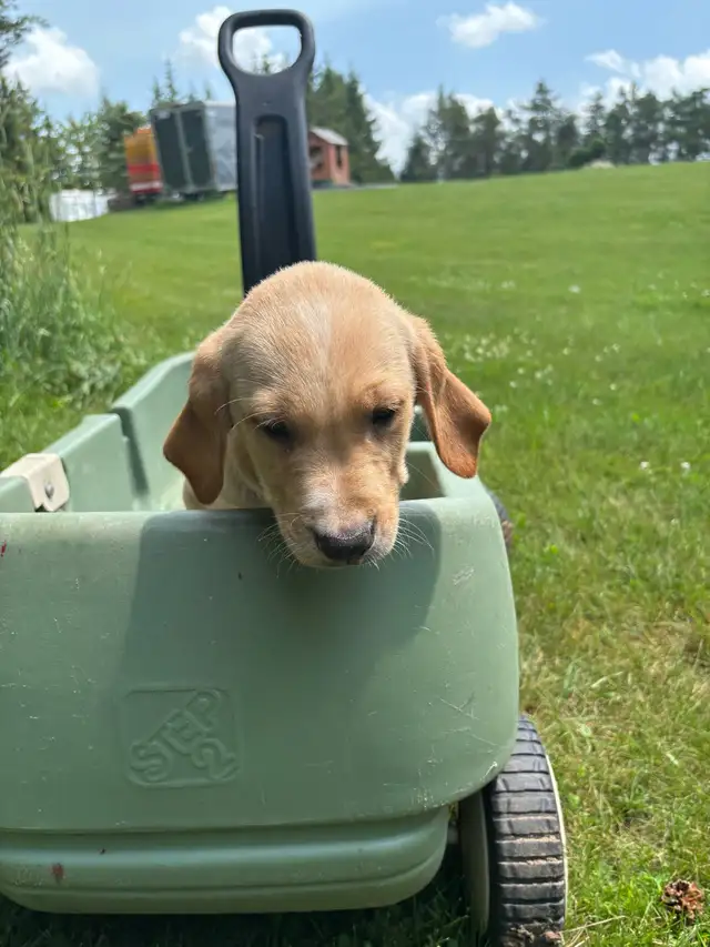 golden retriever x beagle 1/4
