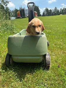 golden retriever x beagle 1/4 - Photo 2