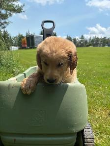 golden retriever x beagle 1/4 - Photo 4