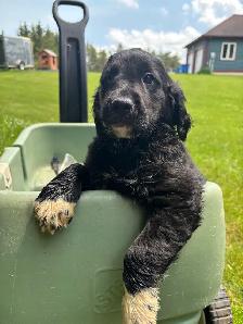 golden retriever x beagle 1/4 - Photo 5