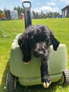 golden retriever x beagle 1/4 - Photo 6