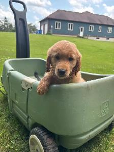 golden retriever x beagle 1/4 - Photo 7