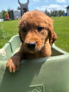 golden retriever x beagle 1/4 - Photo 9