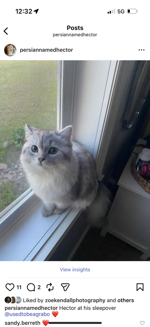 Chinchilla Persian Ragdoll Male for Stud! (Breeding Only)
