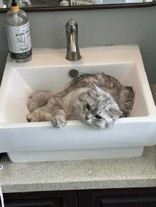 Chinchilla Persian Ragdoll Male for Stud! (Breeding Only) - Photo 2