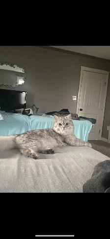 Chinchilla Persian Ragdoll Male for Stud! (Breeding Only) - Photo 3