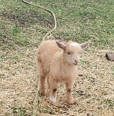 Adorable, mini wethers - Photo 3