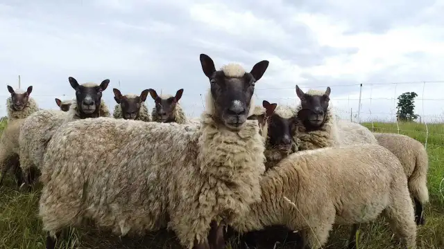 Flock of Clun Forest sheep for sale. Grass fed. No grains