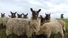 Flock of Clun Forest sheep for sale. Grass fed. No grains