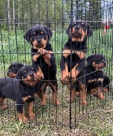 Rottweiler pups