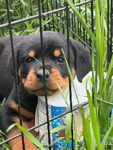 Rottweiler pups - Photo 2